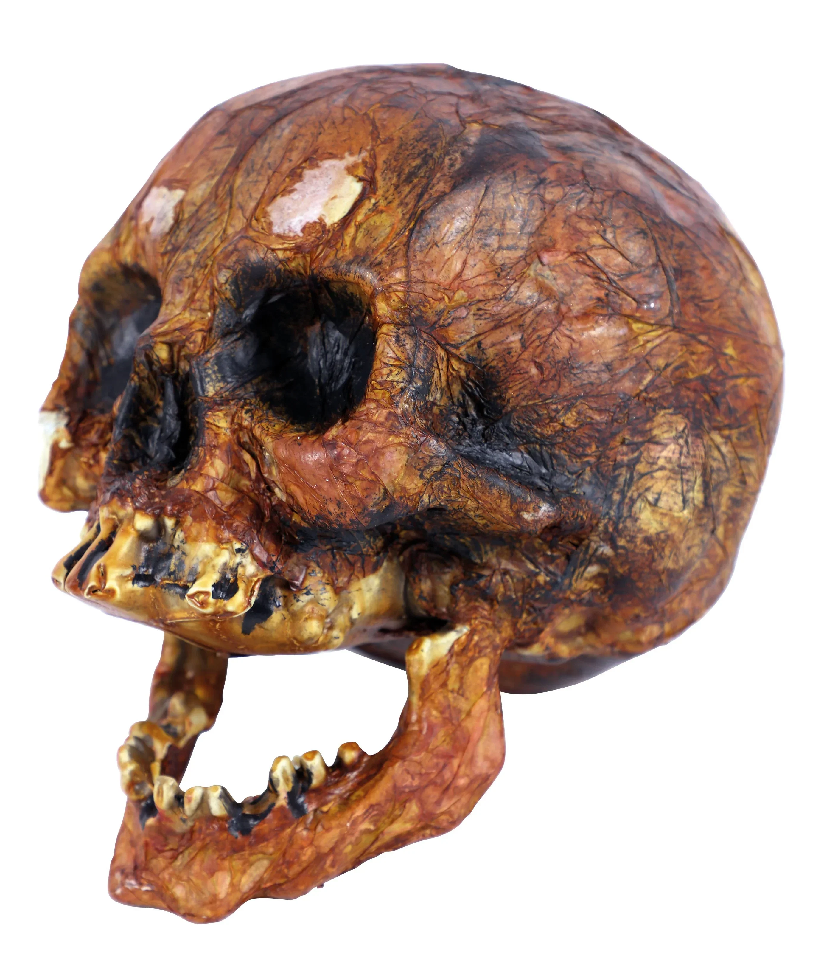 Calavera Envejecida Realista - Image 2