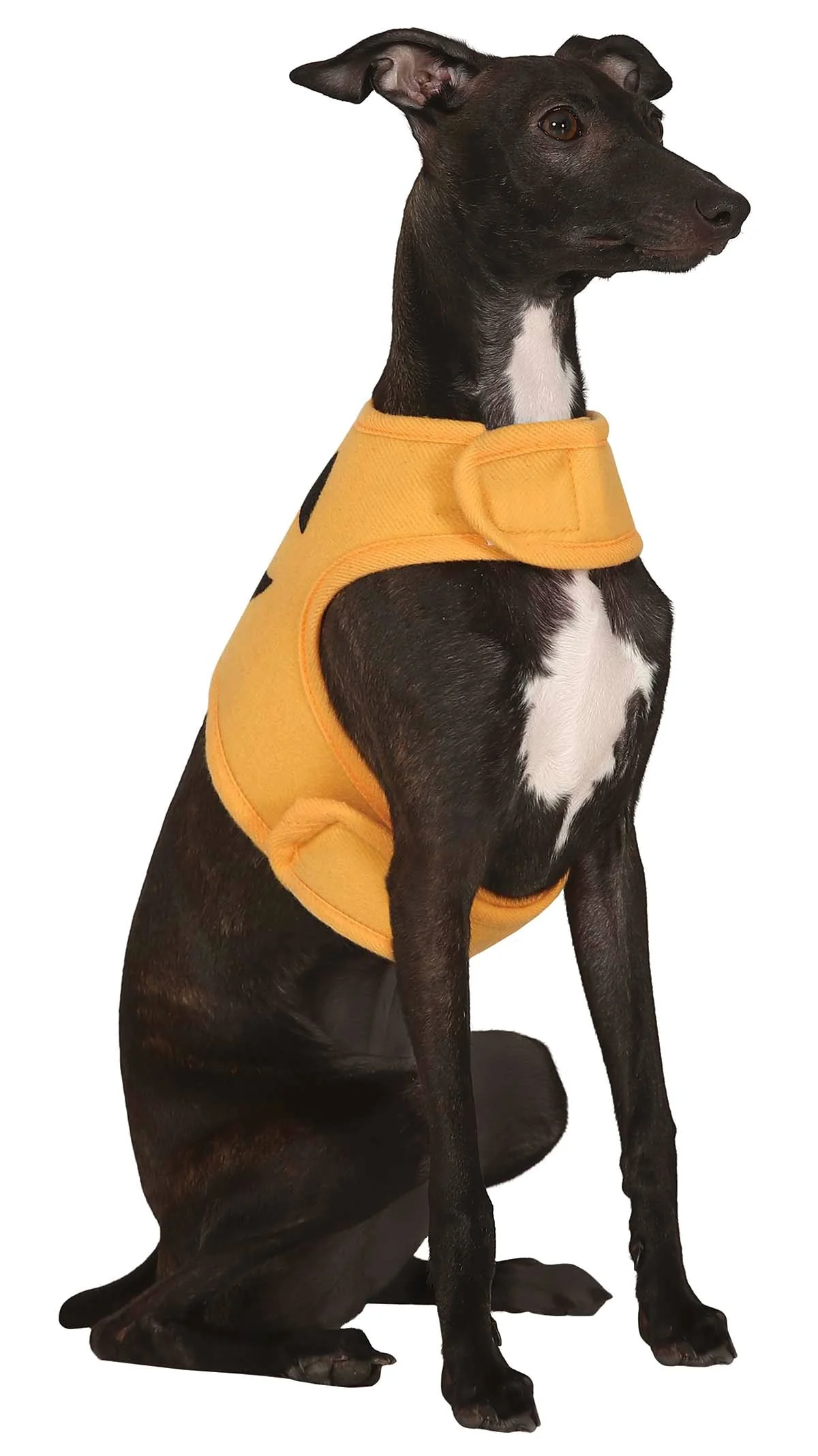 Disfraz de Calabaza para Perro - Image 2