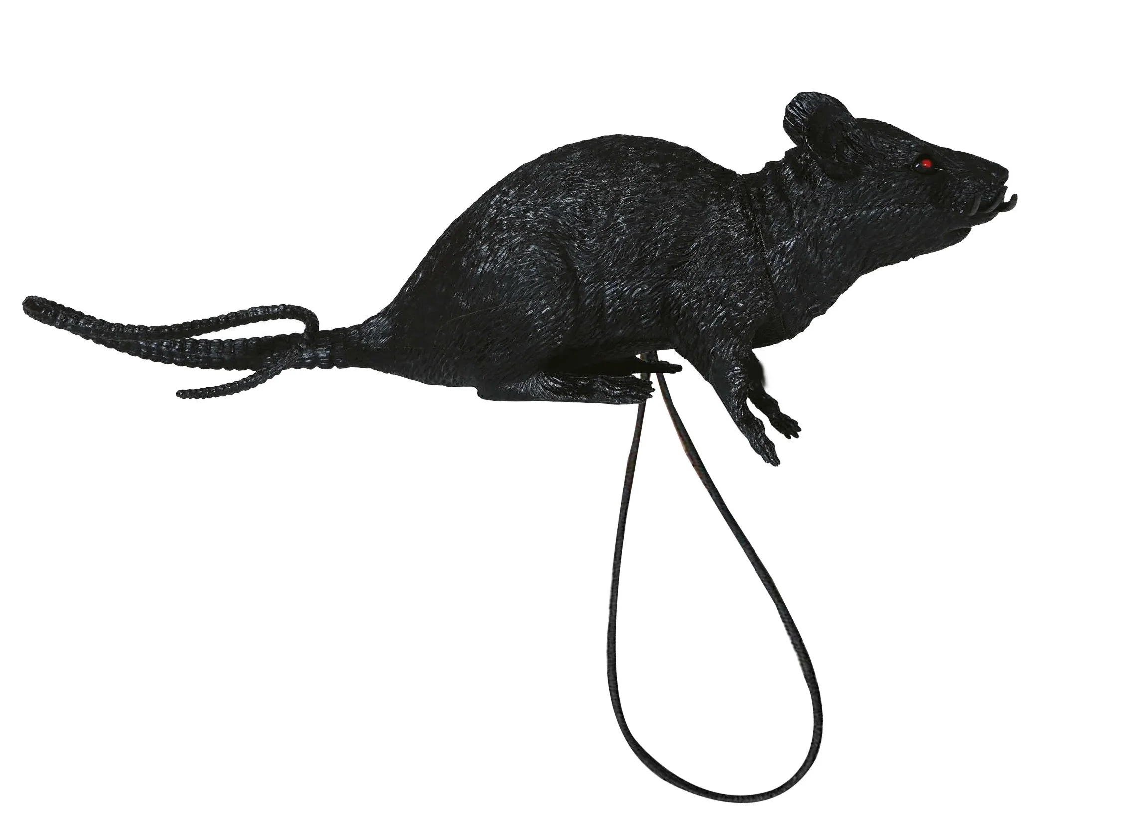 Rata Negra para el Hombro